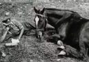 Ацула српски ратни коњ који прошао све ратове 1912-1918
